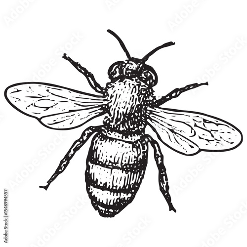 A finely detailed black-and-white illustration of a bee, with wings and stripes, symbolizing pollination and honey production in a traditional apiculture farm environment