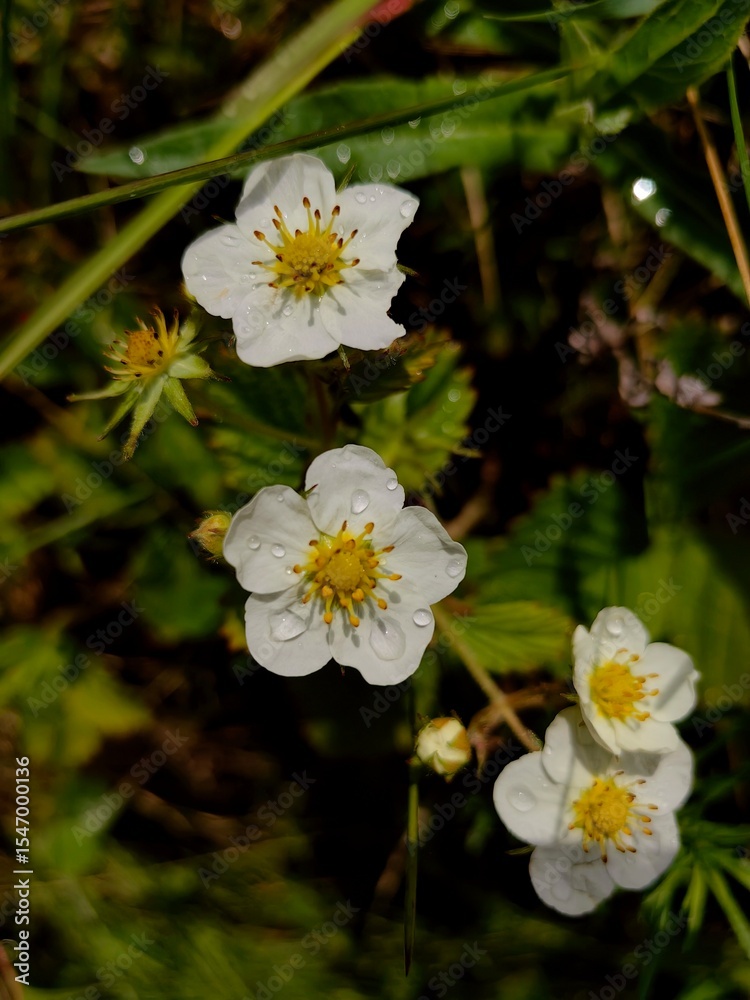 Obraz premium delicate white flowers strawberries flourish under gentle forest light, adorned with dewdrops. they peek through lush green foliage, creating vibrant woodland atmosphere. close up.