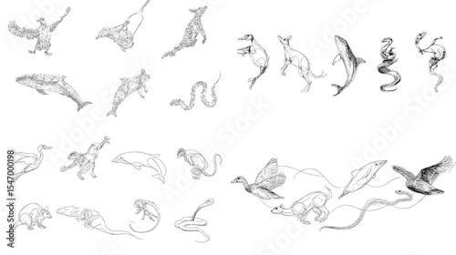 Hand-drawn black and white animal motion sketches featuring birds, sharks, snakes, whales, and otters. Ideal for biology studies, wildlife art, and anatomical movement references.
