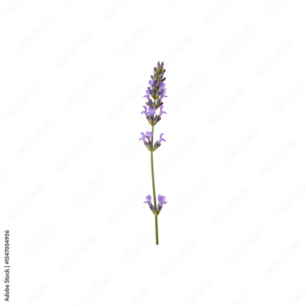 Fototapeta premium Fresh lavender flower sprigs for decoration