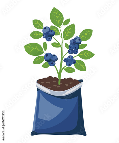 Blueberry Plant in Black Blue Container
