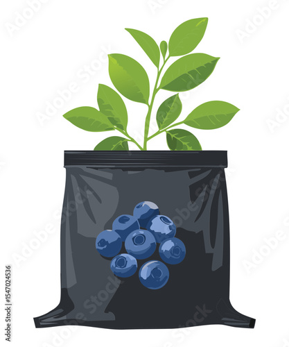 Blueberry Plant Roots in Black Grow Bag