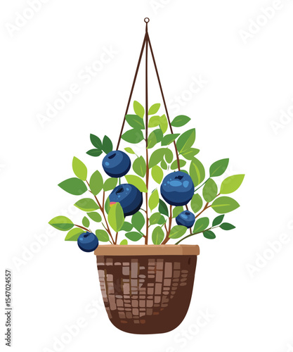 Blueberry Plant in White Hanging Basket
