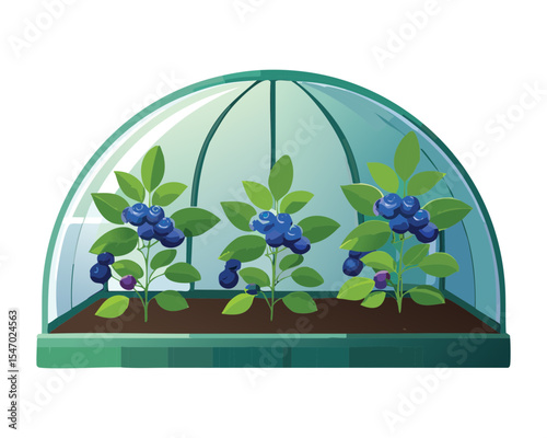 Blueberry Plants within a Small Greenhouse Dome