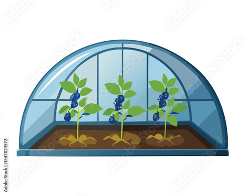 Potted Blueberry Plants Inside Greenhouse