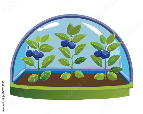 Blueberry Bushes in Clear Garden Cloche