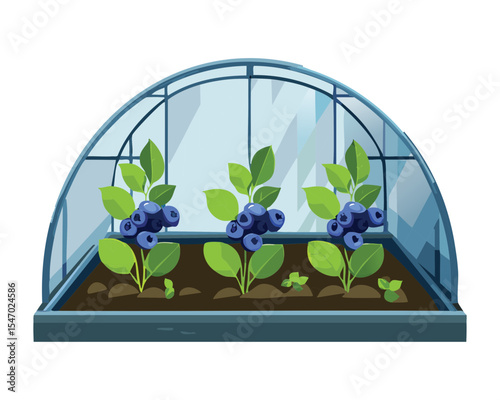 Blueberry Plant Inside Small Greenhouse Dome