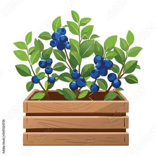 Blueberry Plant in Rectangular Wooden Box