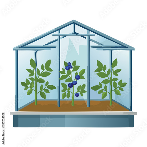 Blueberry Bushes Growing Inside Greenhouse