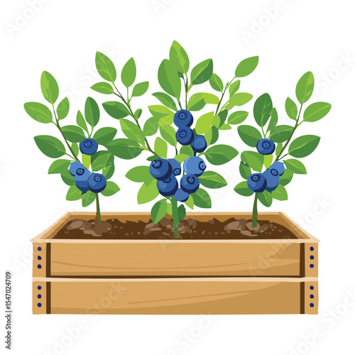 Blueberry Plant in Wooden Garden Planter