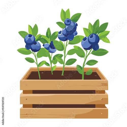 Blueberry Plant Growing in Wooden Box