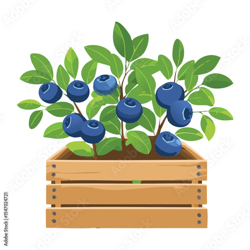Container Grown Blueberries Ready for Harvest