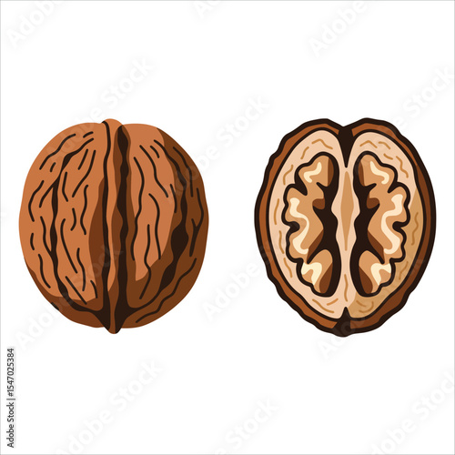 Minimalist walnut vector illustration. Shell and nut with clean line art style.
