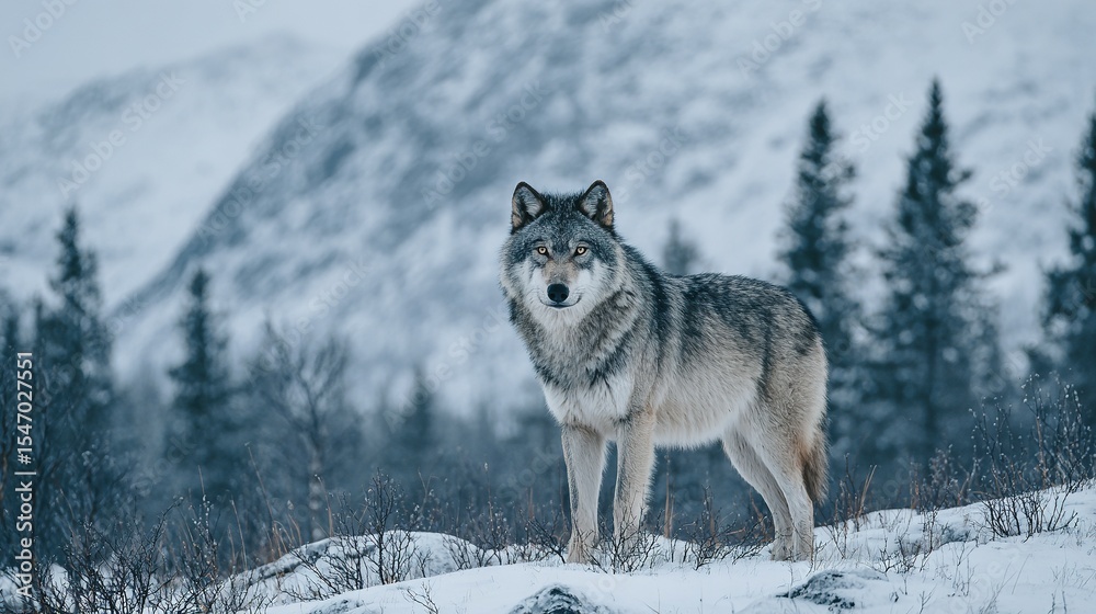 Fototapeta premium Gray wolf standing alert in a snowy landscape.