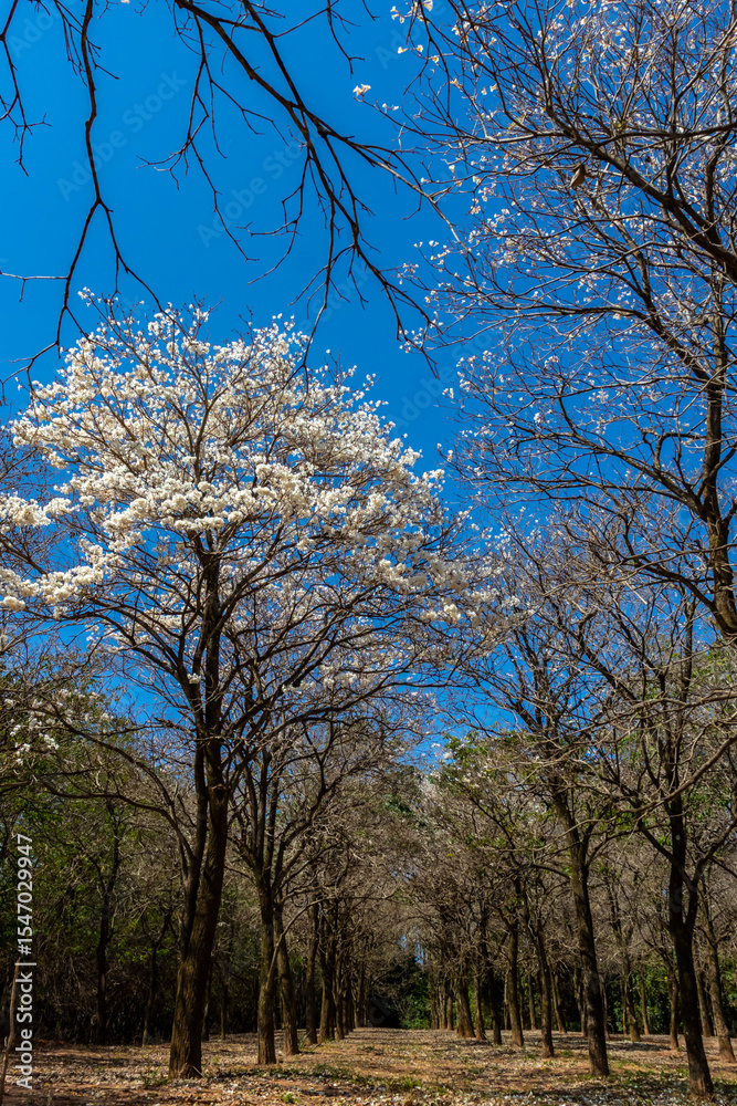 Fototapeta premium Ipes white tree flowering grove in Brazil