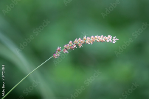 Flower of grass in the garden. Shallow depth of field.
