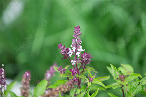 Close up of fresh basil flower in the garden with blurred background.