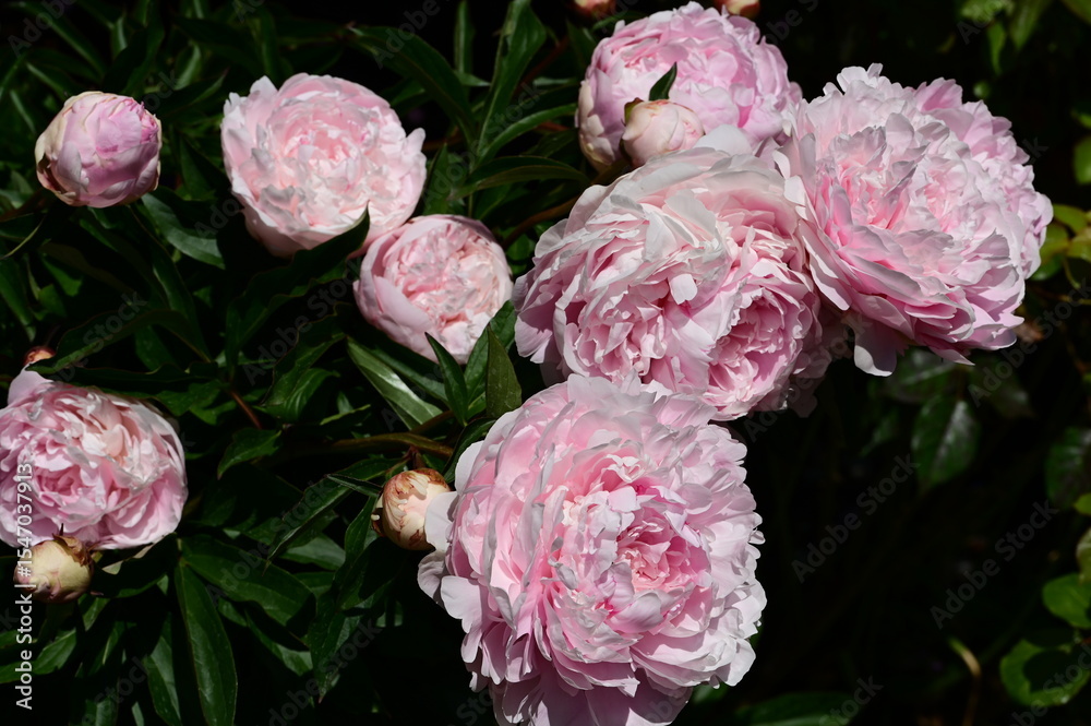 Obraz premium Beautiful and colorful flowers in bloom at the Butchart Gardens, Victoria, BC, Canada