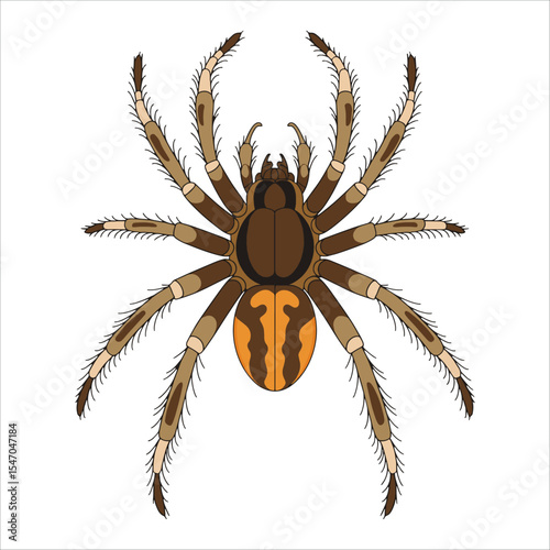Brown recluse spider illustration isolated. Dangerous arachnid vector for warning signs and biology themes.