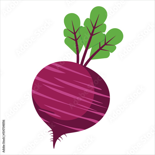 Fresh turnip illustration isolated. Root vegetable vector for harvest and farm to table themes.