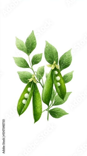 Watercolor Pea Pods  Green Leaves  Botanical Illustration  Nature  Food   Happy Face  Kids
