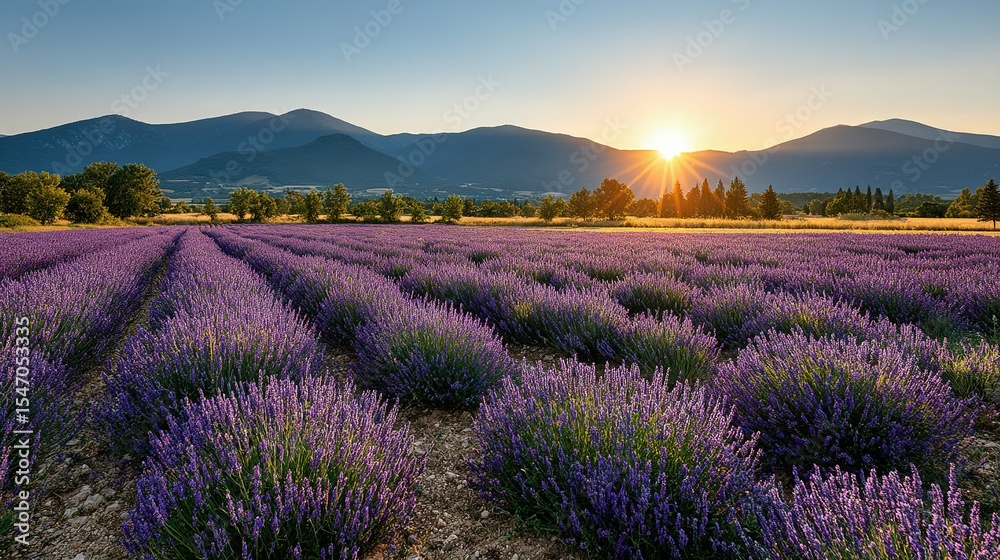 Naklejka premium Lavender field at sunrise with mountains in the background.