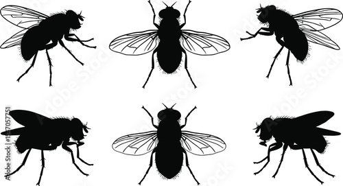 Set of housefly silhouette illustrations, detailed black fly vector design, pest insect icon collection for entomology, biology, infestation warning, isolated on white background