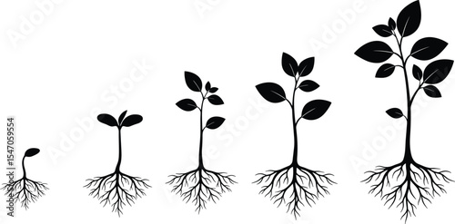 Plant growth stages with roots, black silhouette illustration, seedling to tree vector, nature evolution concept, organic farming infographic, botanical life cycle diagram, educational graphic element
