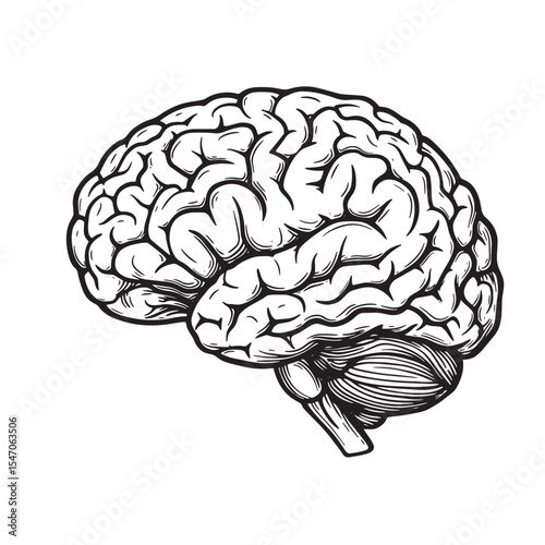 Detailed anatomical illustration of a human brain depicted in vintage art silhouette style