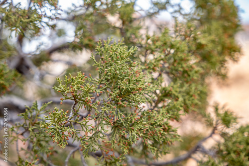 Juniperus osteosperma is a shrub or small tree native to the southwestern United States. Zion National Park, Utah. Navajo Sandstone / Sedimentary rocks,