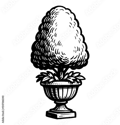 Topiary tree in a pot, black and white engrave style design, illustration of garden plant