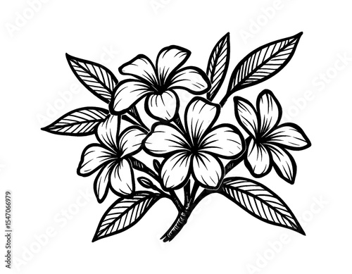 Frangipani Flowers and Leaves Black and White Outline Line Art Vector Design
