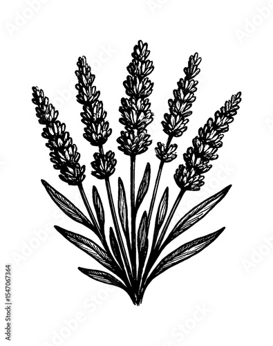 Hand Drawn Black and White Lavender Flowers Illustration with Detailed Line Art and Botanical Design