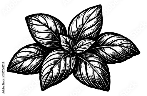 Engraved Illustration of a Basil Plant with Detailed Leaves in Black and White