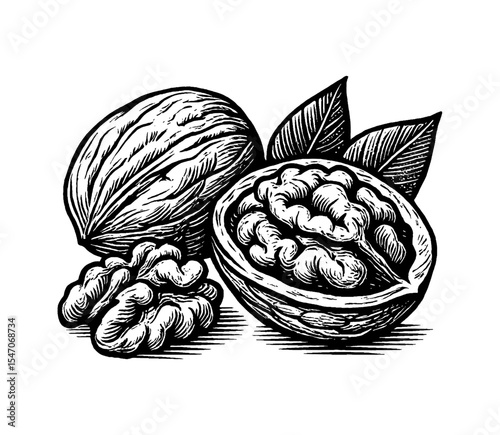 Engraving style illustration of walnuts with leaves on a white background