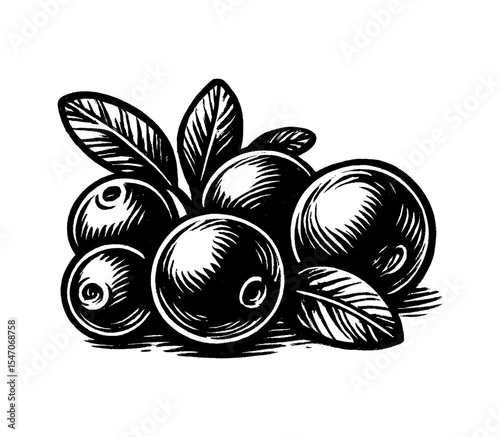 Illustration of Bunch of Black and White Oranges with Leaves in Engraved Style