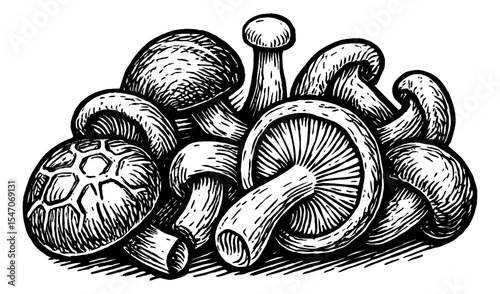 Hand Drawn Engraving Illustration of Mushrooms Grouped Together in Black and White
