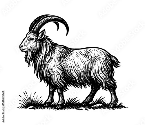 Detailed Engraving of a Majestic Goat Standing Proudly in a Field of Grass