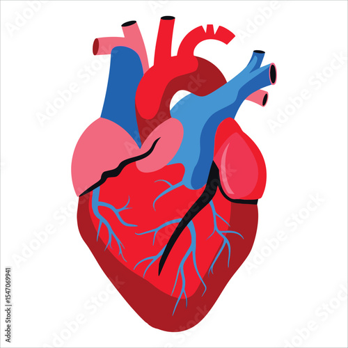 Human heart anatomical vector art. Precise organ illustration ideal for science diagrams and cardiology study visuals.