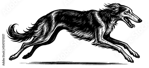 Engraved Illustration of a Running Borzoi Dog in Black and White with Detailed Fur