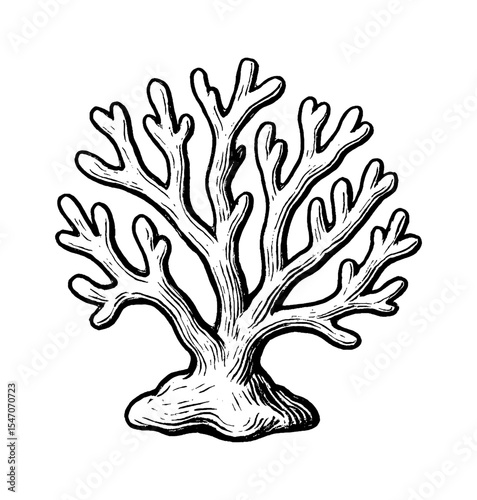 Monochrome illustration of coral branch with detailed line art drawing isolated