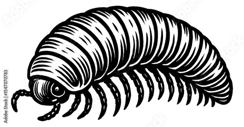 Detailed black and white engraving of a millipede viewed from a side angle close up.