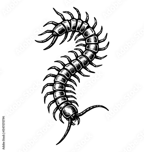 Black and White Engraving Style Illustration of a Centipede with Detailed Texture
