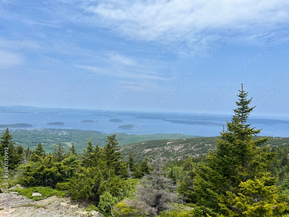 Obraz premium pine tree on the coast in Acadia