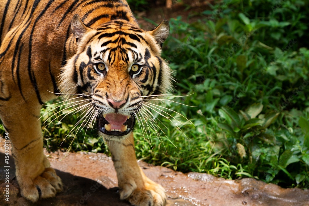 Obraz premium close up of an angry Sumatran tiger