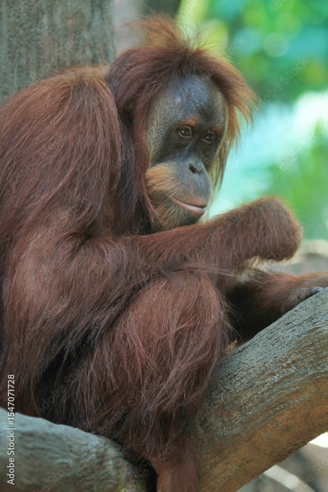 Obraz premium side view of an orangutan sitting with his head turned