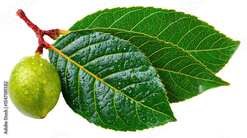 Wallpaper Mural Lime on the Vine: A vibrant display of nature, featuring a single, juicy lime and three lush green leaves attached to a slender branch. captured the beauty of nature in vivid detail. Torontodigital.ca