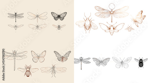 Elegant insect illustration set featuring dragonflies, butterflies, beetles, and moths in hand-drawn line art style. Ideal for nature, science, and decorative designs.