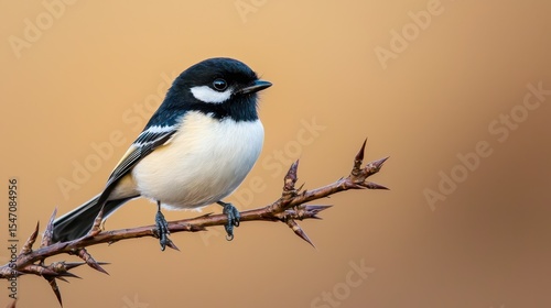 Small black and white bird perched on a thorny branch against a soft blurred background of warm tones