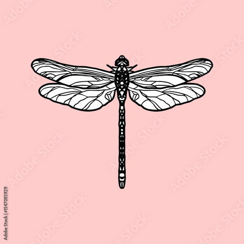dragonfly vector illustration